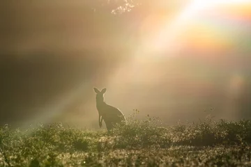 Keuken spatwand met foto One solitary kangaroo looking up with the sun shining through the fog. © jodie777