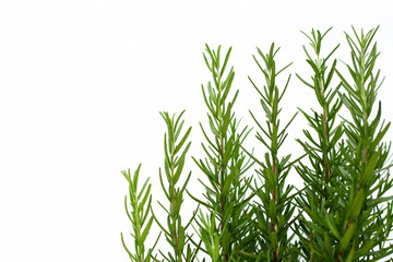 Fresh rosemary plant herb growing on white background.