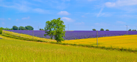 English lavender fields and rolling hills grassland landscape panorama background