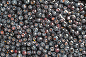 Forest wild blueberry in water in bowl, close up