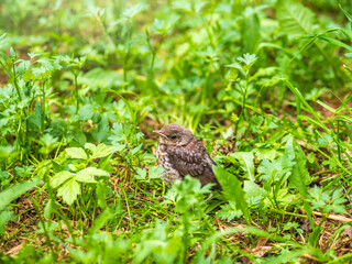 Naklejka na ściany i meble A fieldfare chick, Turdus pilaris, has left the nest and sitting on the spring lawn. A fieldfare chick sits on the ground and waits for food from its parents.
