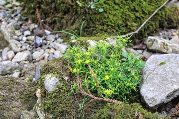 自然の風景　苔むした岩に生える黄色い花