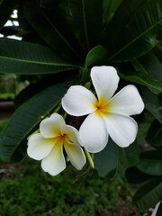 Fototapeta na wymiar white and yellow flowers on dark green background
