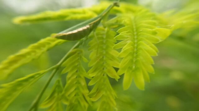 green caterpillar on a leaf