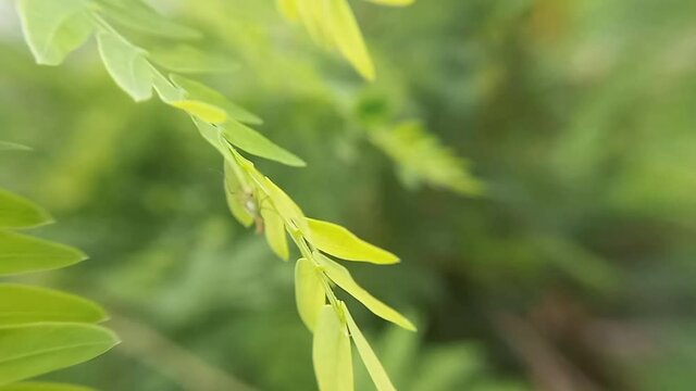 close up of green leaves