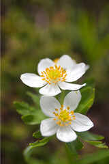 Obraz premium alpine plants, alpine flowers, at mt.tateyama in summer 夏の立山登山での高山植物たち