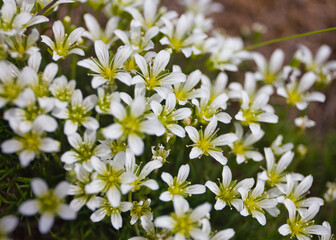 alpine plants, alpine flowers, at mt.tateyama in summer   夏の立山登山での高山植物たち