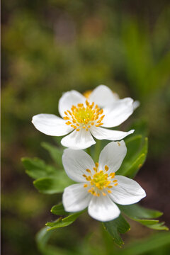 867 Best Alpine Flowers Images Stock Photos Vectors Adobe Stock