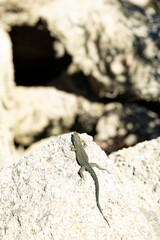 (Selective focus) Close-up view of a Sardinian lizard walking on a granite rock during a sunny day. The Tyrrhenian wall lizard is a species endemic to the islands Sardinia and Corsica.