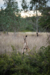 Obraz na płótnie Canvas Kangaroo in the bush