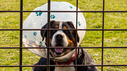 Ein Hund mit Halskrause hinter einem Zaun