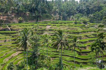 Padi fields of asian hilly and mountainous regions. The Rice Terraces of Bali. Situated at a steep village accessible only by four wheeled drive vehicles, souvenir stalls lined the road.