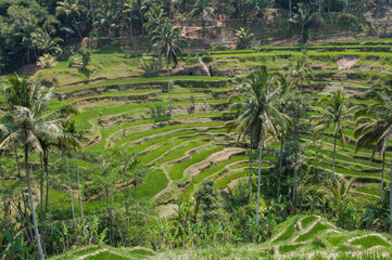 Fototapeta na wymiar Padi fields of asian hilly and mountainous regions. The Rice Terraces of Bali. Situated at a steep village accessible only by four wheeled drive vehicles, souvenir stalls lined the road.