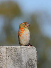 Red Fody bird standing upright in urban environment, during winter season