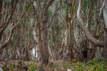 Obraz premium Forest in California