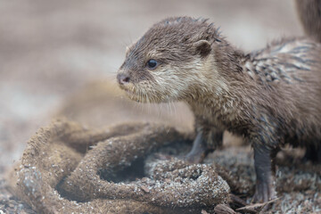 かわいいかわうそ
