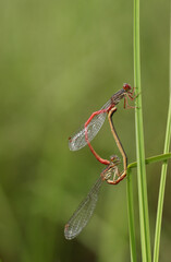A mating pair of Small Red Damselfly, Ceriagrion tenellum, resting on a blade of grass.	