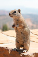 アメリカ・グランドサークルにて野生動物のプレーリードッグが二本足で立ち上がる様子