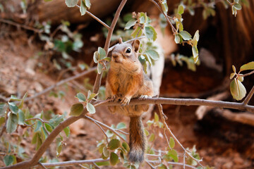 アメリカ・ユタ州にてブライスキャニオン国立公園に生息するリスが木の小枝で立ち止まる様子