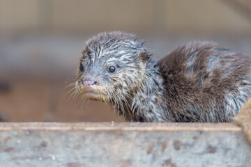 かわいいかわうそ