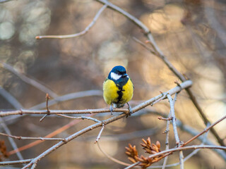 Fototapeta premium Cute bird Great tit, songbird sitting on a branch without leaves in the autumn or winter.