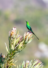 Malachite sunbird on protea
