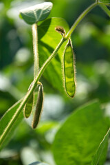 Young green pods of varietal soybeans on the stem of a plant in a soybean field in the morning during the active growth of crops. Selective focus.
