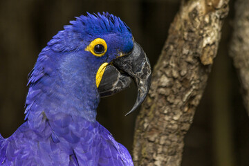Portrait of an adorable blue ara parrot perching on a branch © Charlton Jocson/Wirestock