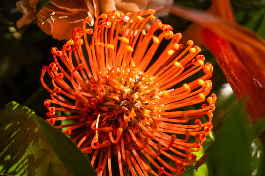Closeup shot of an orange Pincushion flower head hamid leaves