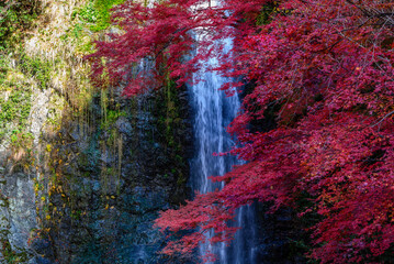 箕面の大滝と紅葉