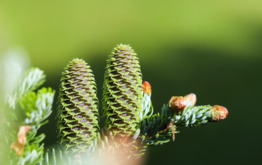 A branch of Korean fir with cones and raindrops in a spring garden on a blurred background