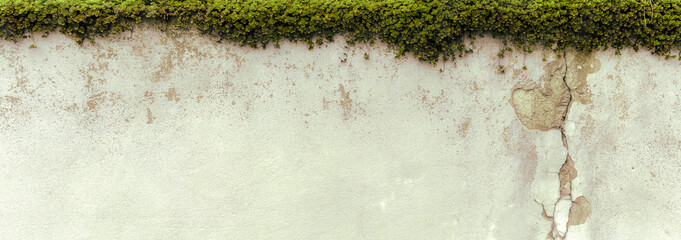 Naturalne tło postarzanego muru z teksturą pęknięć z zieloną rośliną - rozchodnik. Wiosna,...