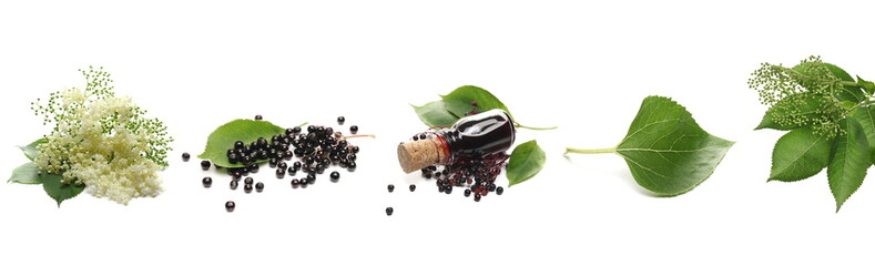 Set elder flower plant with elderberries and leaves isolated on white background