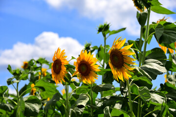 夏の花　ヒマワリ　in 三重県松阪市