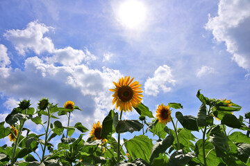 夏の花　ヒマワリ　in 三重県松阪市