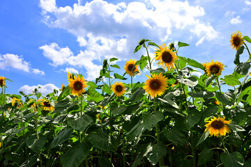 夏の花　ヒマワリ　in 三重県松阪市