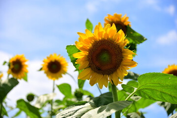 夏の花　ヒマワリ　in 三重県松阪市