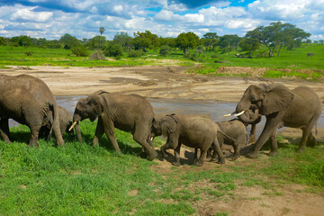 Naklejka na ściany i meble タンザニア・ンゴロンゴロ国立公園エリアにて一列で行進するゾウの群れ