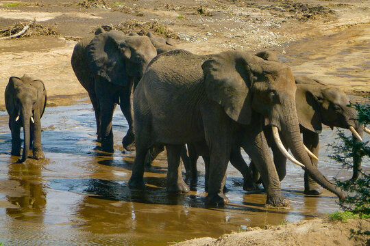 タンザニア・ンゴロンゴロ国立公園エリアにて水浴びするゾウの群れ
