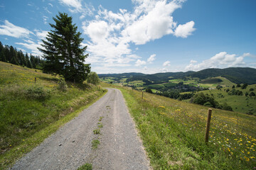 Fototapeta na wymiar nature landscape in summer in southern germany near bernau in the black forest.