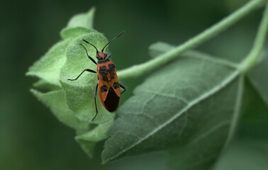 Fototapeta premium Red bug soldier on a green flower in the garden, macrophotography of a beetle