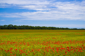 Fototapeta na wymiar field with blooming red poppies. in the background blue sky with blurred clouds