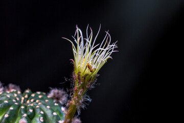 Beautiful opening pink cactus flower on black background. .Petals of Blooming pink cactus flower open,close-up. Macro. .A spider draws a web on a cactus flower.