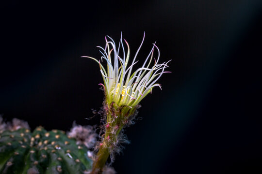 Beautiful opening pink cactus flower on black background. .Petals of Blooming pink cactus flower open,close-up. Macro. .A spider draws a web on a cactus flower.