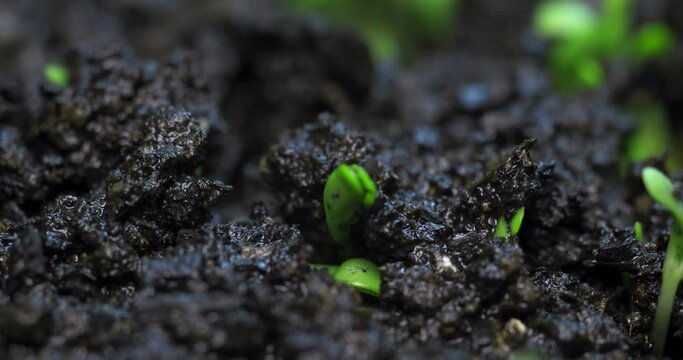 Timelapse of the emergence of new plant life in nature. The sprout sprouts from the soil. growing plants at home in the garden.