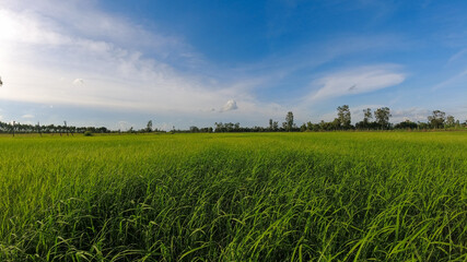 Rice field and blue sky in thailand