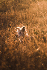 A dog running in a field