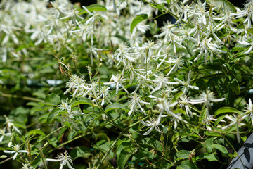 センニンソウ（仙人草、学名：Clematis terniflora DC.）　夏、東京、日本、毒性が強い植物
