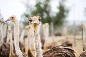 Foto op Aluminium A cute ostrich staring at the camera © Sona