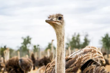 Tuinposter A dignified ostrich looking into the distance © Sona
